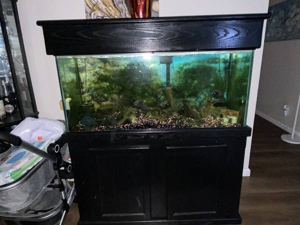 80 gallon fish tank 1