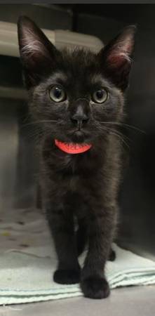 Gatos hembras y machos encontrados - A0059197129 & A0059197168 & A005919710063469800441985121