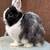 Netherland Dwarf Rabbit (female) 3 thumbnail