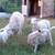 White Head Dorper Rams 5 thumbnail