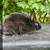 Rex female rabbit 4 thumbnail