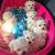 Rehoming puppies teacup malteses 1 thumbnail