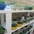 Succulents ( Read Details ) 4 thumbnail