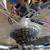 GIANT Cypress LX 27 Speed, Disc Brakes, Front Shocks 2 thumbnail