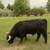 Highland Cattle 9 thumbnail