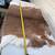 Whitetail Deer Hide Tanned Fur Deerskin Buckskin 4 Different 7 thumbnail