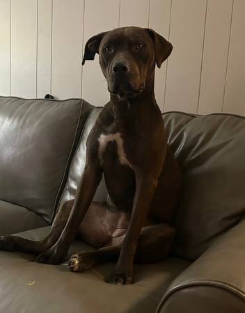 Rehoming63622346170755122