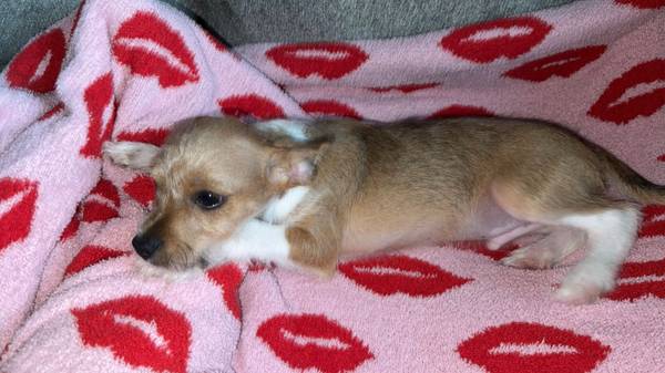 Puppy looking for a home63482160462977121