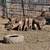 Piglets and hogs 1 thumbnail