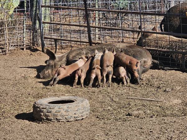 Piglets and hogs 1
