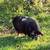 Kune kune pigs 6 thumbnail