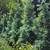 Trees, Shade! Chinese pistache 'KD' 4 thumbnail