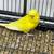 English Budgies / Parakeets 4 thumbnail