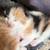 Manx Kittens! 8 thumbnail