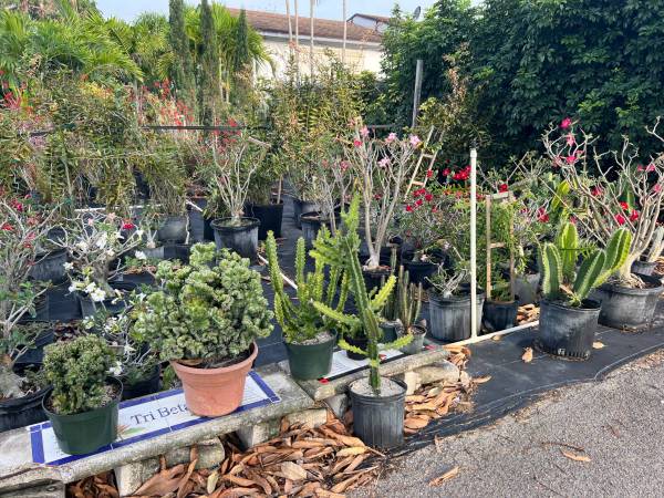 Succulent, Cactus and Agave 1