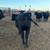 Heifers- Angus 6 thumbnail