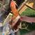 Pullet 3 thumbnail