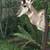 Vintage taxidermy Pronghorn Antelope shoulder mount by a local artist 2 thumbnail
