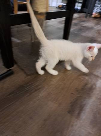 Flamed point white kitten male (Gladstone)63916214461443120