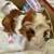 Super cute baby Abyssinian guinea pigs! 4 thumbnail