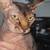 Sphynx boy 2 thumbnail