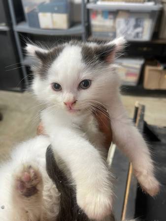 Adorable kittens for adoption - $75 (Spring Hill)62972001849475122