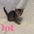 Kittens 4 thumbnail