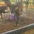Beef heifers 21 thumbnail