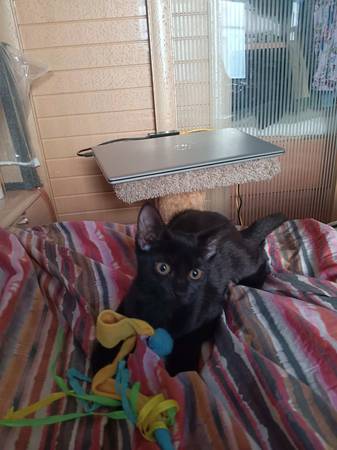 Gatitas negras cariñosas de 4 meses disponibles para adopción (Brooklyn)63875536128385122