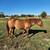 GRADE qtr horse 1 thumbnail