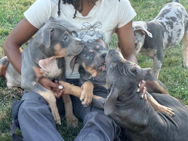 American bully tricolored, and Merle (Bloomington)64147996479489120