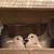 Group of 14 Ringneck Doves plus 7'x4'x7' AVIARY dove 1 thumbnail