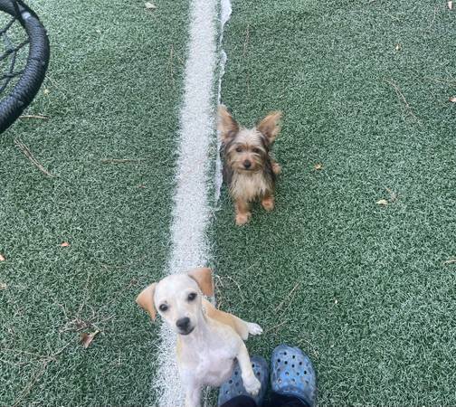Chiwennie (Cleveland)63859315917313123