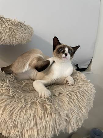 Adorable kitten for adoption (alameda)63862000507907120