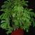 Artificial Trees 6 thumbnail