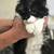 ***Found medium hair black and white cat *** 2 thumbnail