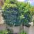 `☆`Stump Grinding`☆` Palms Trimming `☆` Tree Removed `☆` Tree Trimming 4 thumbnail