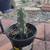 Cactus, one gallon rooted 6 thumbnail