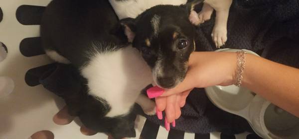 Beautiful Rat Terrier and Jack Russell mix  puppy (Yukon)63670625486337121