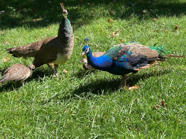 Małe Peafowl for sale 1