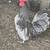 Blue serama roo 1 thumbnail