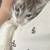 Ragdoll Male 2 thumbnail