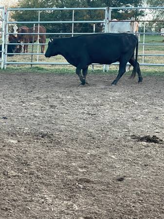 Bred angus cows 1