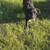 Australian Shepherd 3 thumbnail