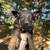 Full blooded not papered German shepherd puppies 22 thumbnail