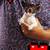 Chihuahua 1 thumbnail