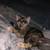 rehoming 2 kittens 5 thumbnail