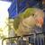 Monk parakeet 3 thumbnail
