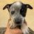 Austrian Cattle dog puppies 3 thumbnail