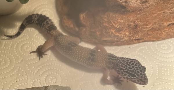 Female leopard Gecko (E adams)63909024489091122